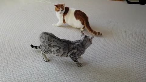 Bengal Kittens Vs Older Cats