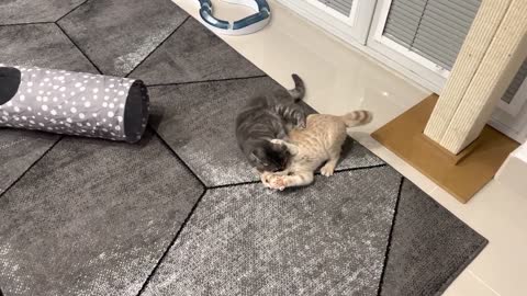 Cat Attacks Kitten, Kitten Gets Revenge(1)