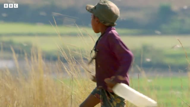 Locust Plague Devours 40,000 Tonnes of Vegetation | Earth's Tropical Islands | BBC Earth