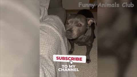 Funny Animal Videos Funniest Dogs And Cats Videos