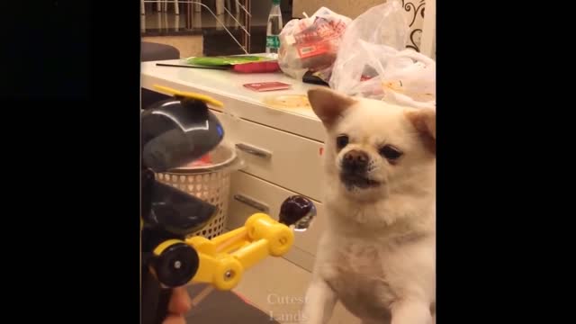 The Funniest Pets Compilation of Cute Pets-rumble