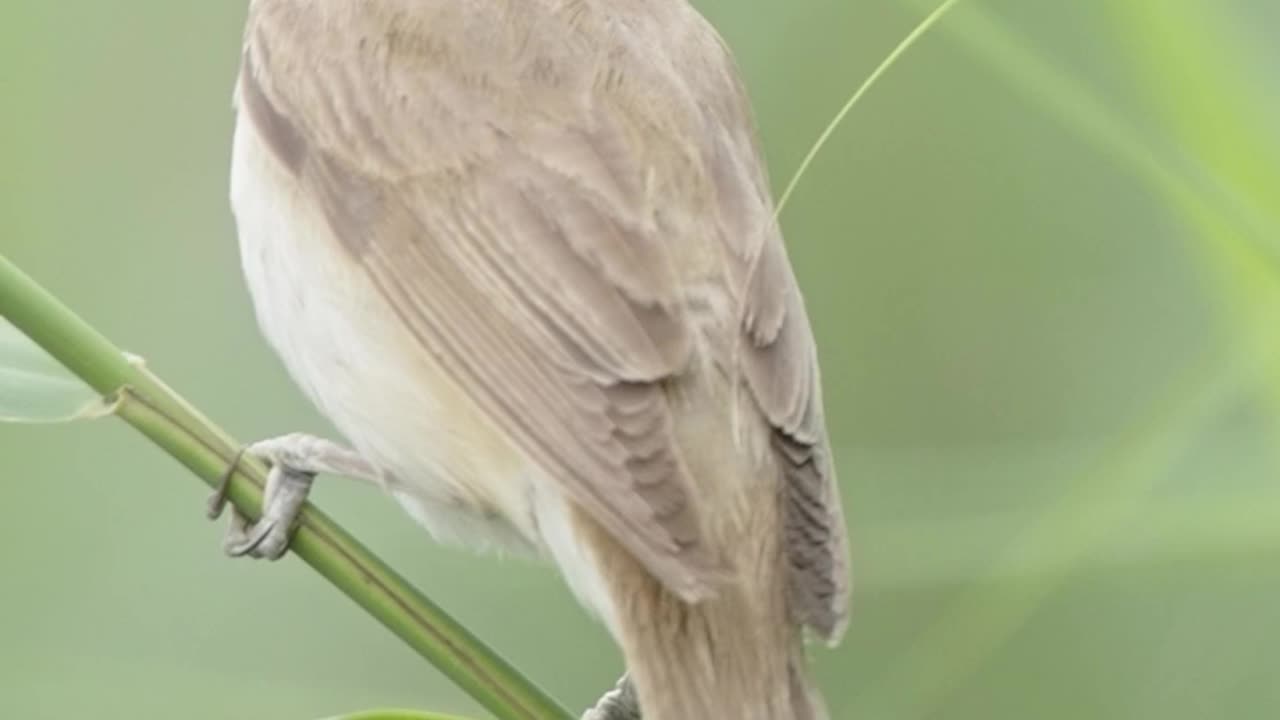 BIRD SOUNDS in SLOW MOTION, Great reed warbler singing