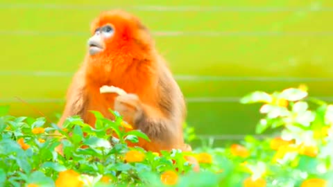 Golden snub-nosed monkey