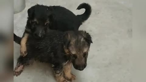 Adopt German Shepherd puppies!