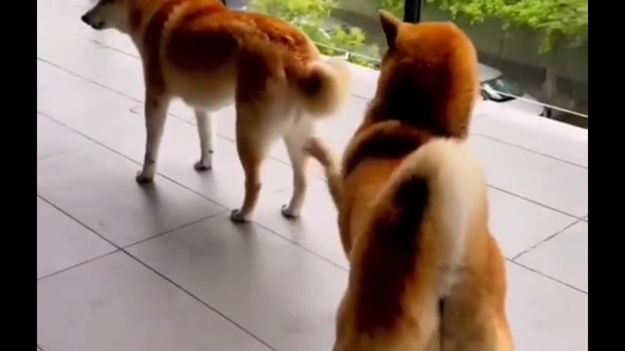 Funny Animals video 🤣🤣 Funny cat&dog