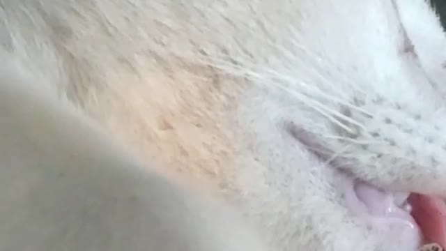 Cats create parody of 'the shining' for Halloween