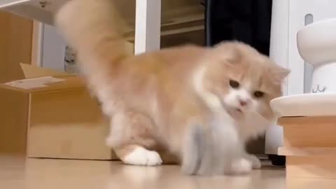 cute kitten #short