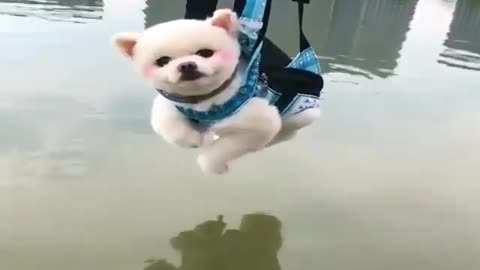 Funny animal Swimming