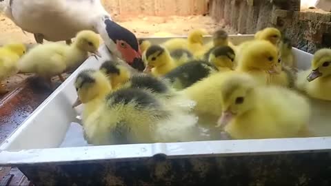 Ducklings swimming for the first time!