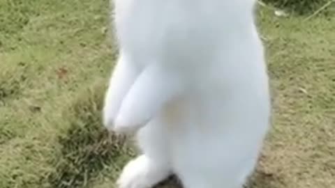 Sweet Rabbit Dance