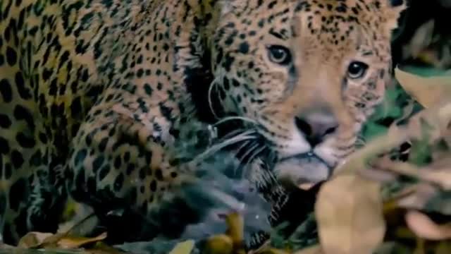 wonderful leopard moment filmed