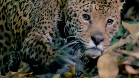 wonderful leopard moment filmed