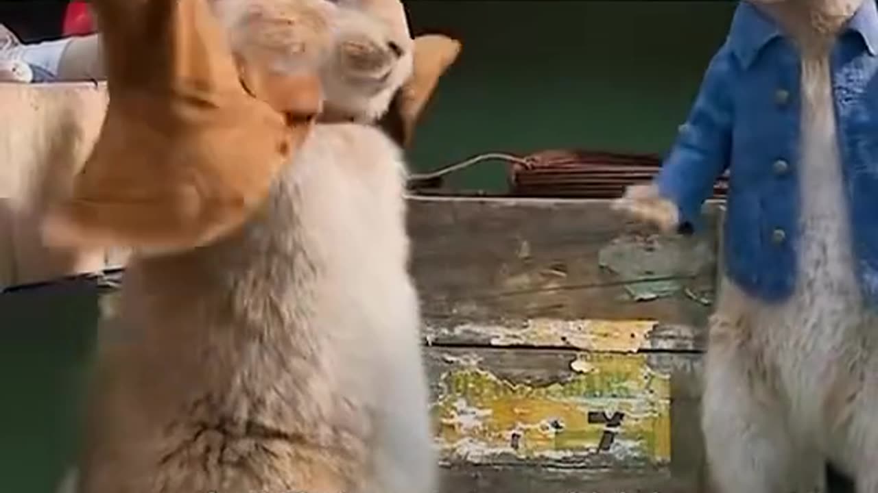 Rabbits funny Move Tom And Jerry......