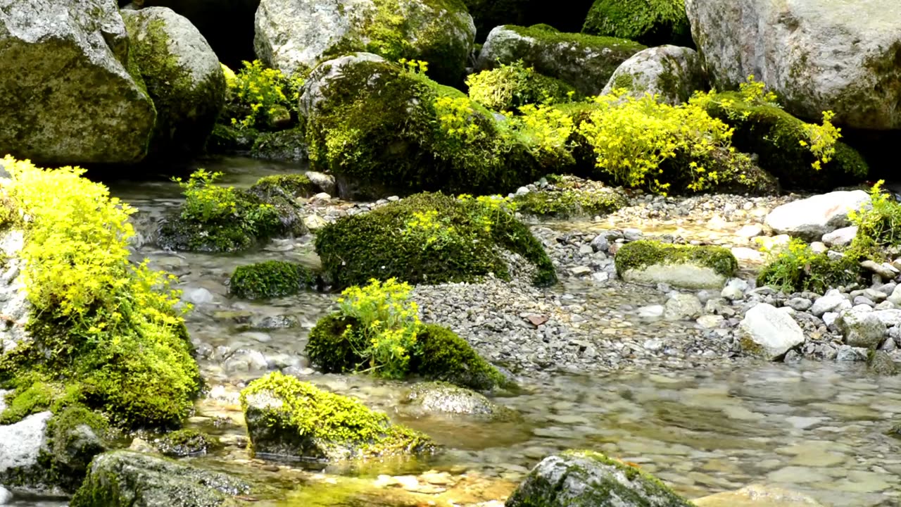 Nature Sounds - The Breadth of Flowers in the Creek