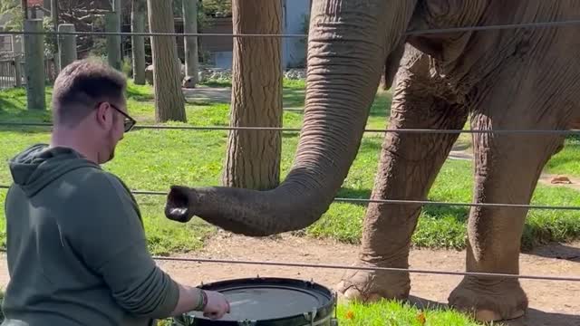 Elephant Learns to Play the Drums!