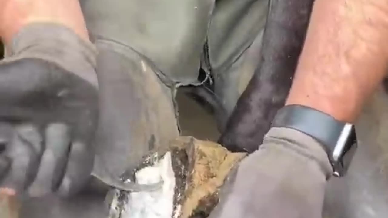live stream