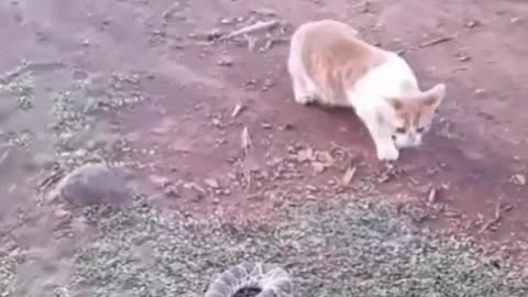 Funny animal video