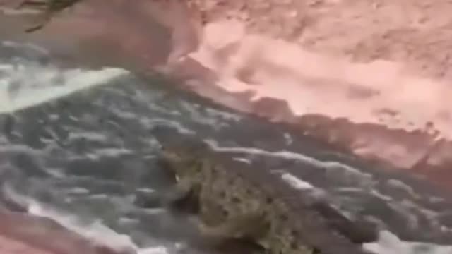 The crocodiles enter the water as if they are on a slide, which is really funny