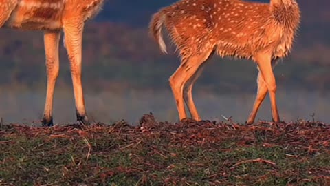 Mother and son of the deer