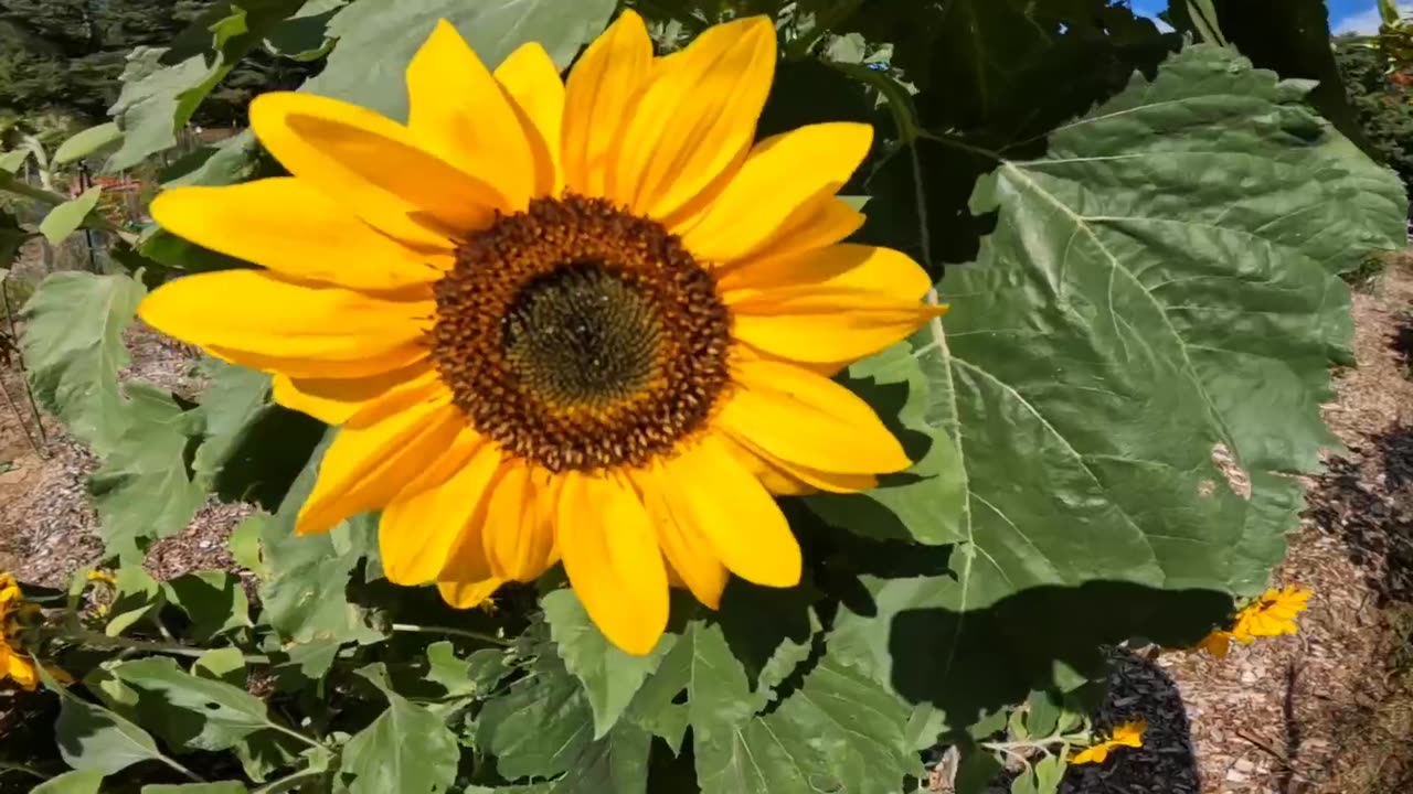 Sunflower