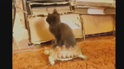 The best of Funny animals pets videos