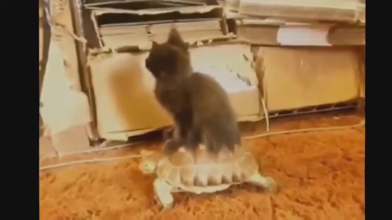 The best of Funny animals pets videos