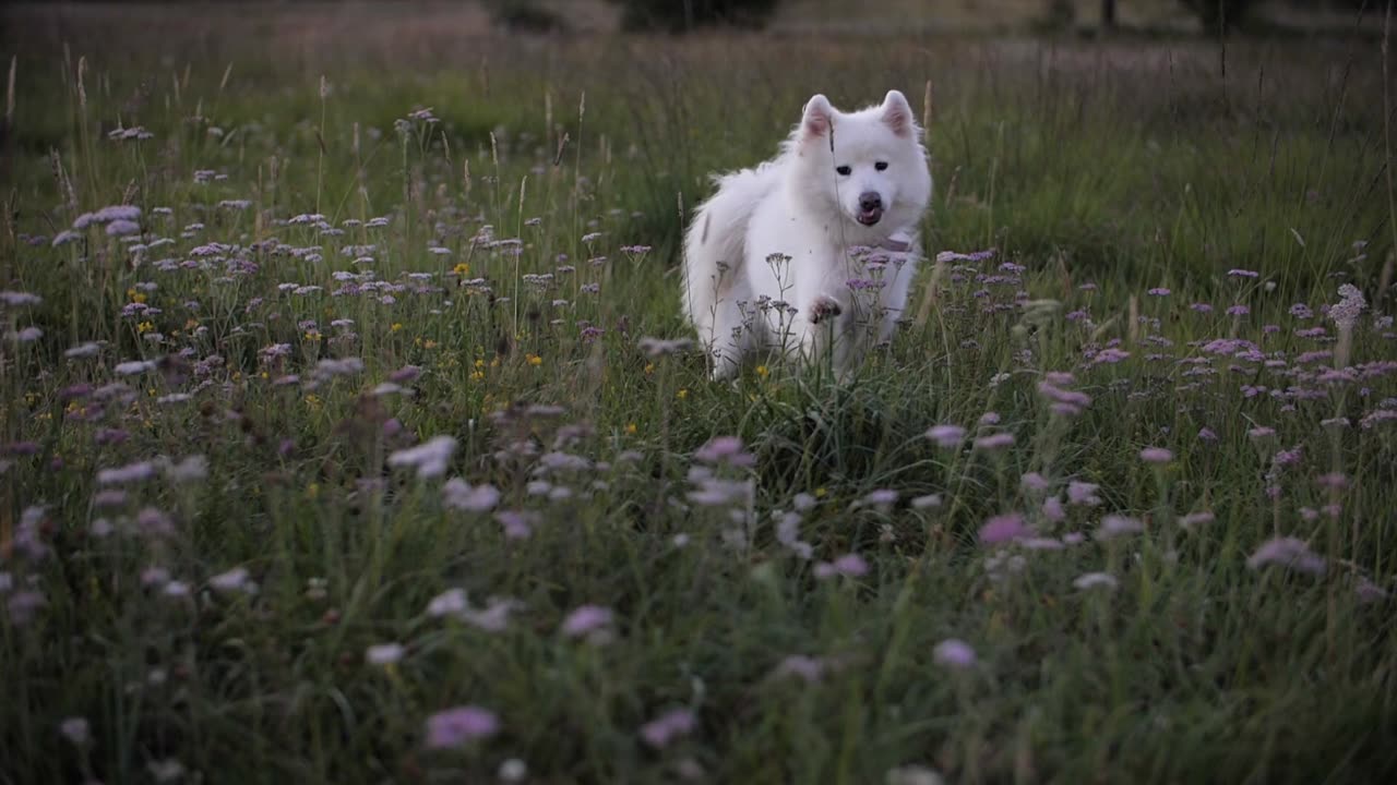 Wonderful dog