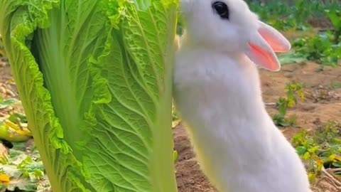 A beauriful moment Rabbit eating