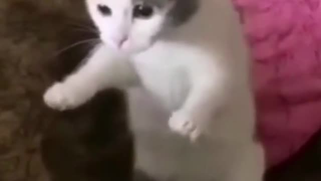 53- Cute, cute and happy as they should be #funny