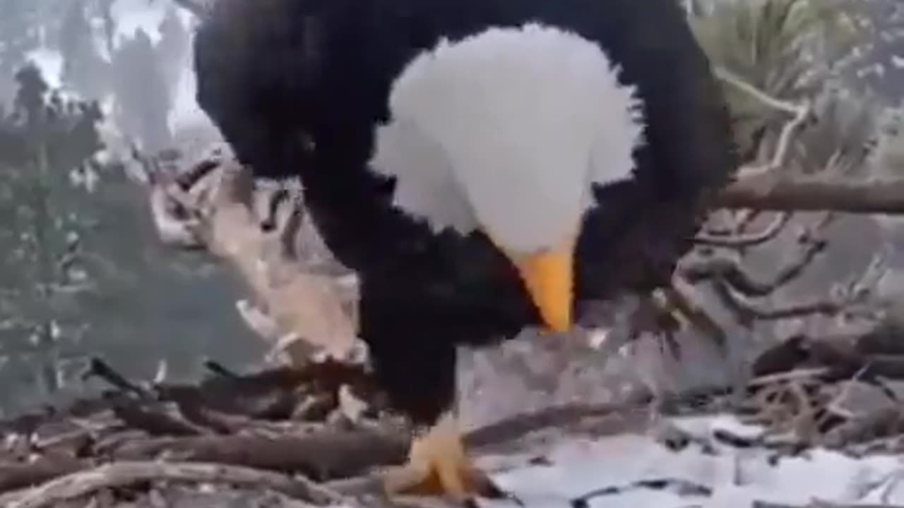 The Eagle Suffers Little Birds To Sing #shorts #shortvideo #video #virals #videoviral