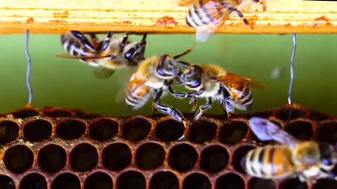 Bees Close Up - Bees Fighting or Dancing_Cut