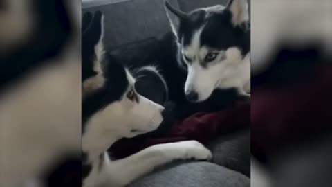 Funniest Animals Video - Best Cats😹 and Dogs🐶 Videos of 2023 !