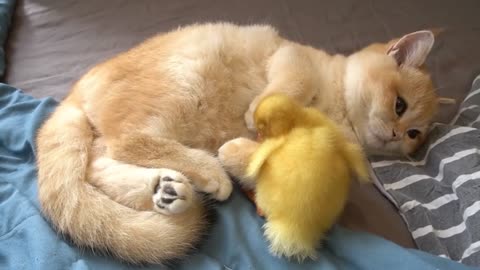 Cat and Duck Friendship