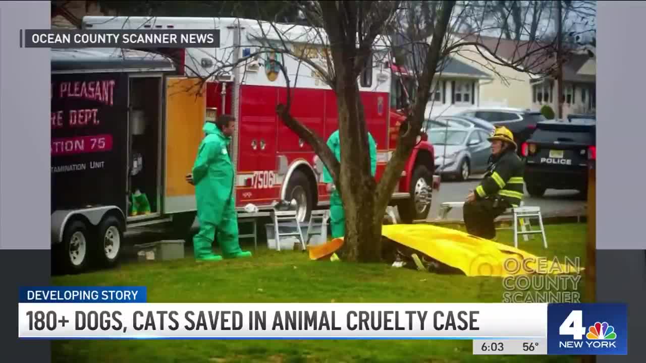 Worst Case of Animal Cruelty NJ Teams Pull 180 Dogs, Cats From Home NBC New York