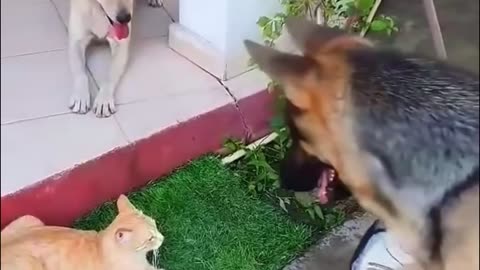 Cute pet funny moment