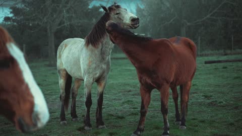 Animals
