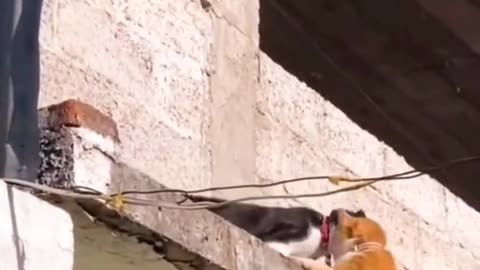 Cats fight