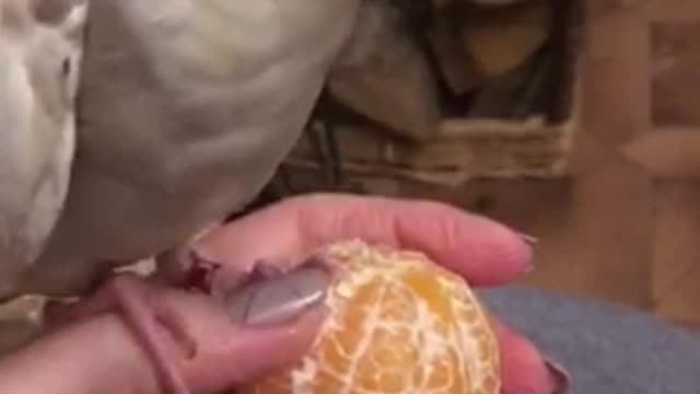 Cockatiel flawlessly whistles 'Addams Family' theme song