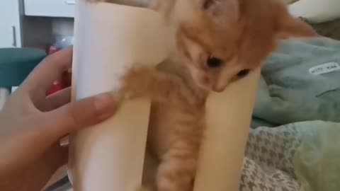 Fun with Baby Cat