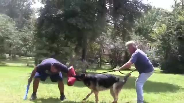 How To Make Dog Become Fully Aggressive With Few Simple Tips