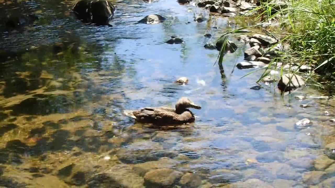 Lake Canard Water Animal Wildlife