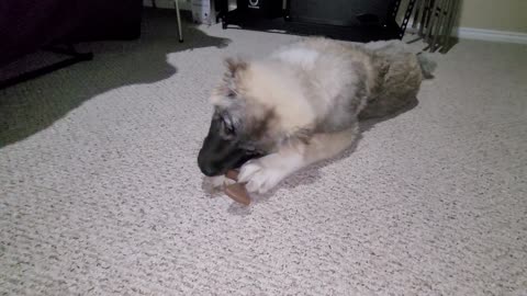 Pixie's 10th Day With Drew - Caucasian Ovcharka Dog - Caucasian Shepherd