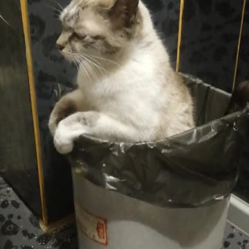 Cat goes to the bucket