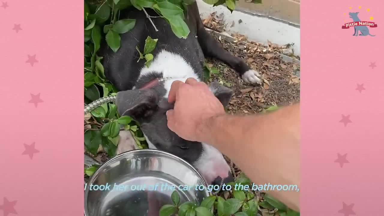 Terrified Foster Pittie Becomes a 90-lb Lap Dog _ The Dodo Pittie Nation