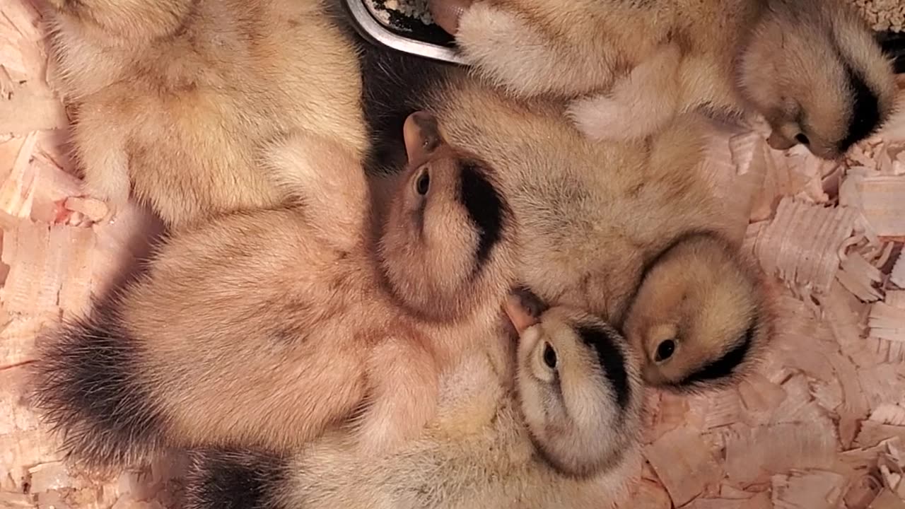 Sleeping farm babies