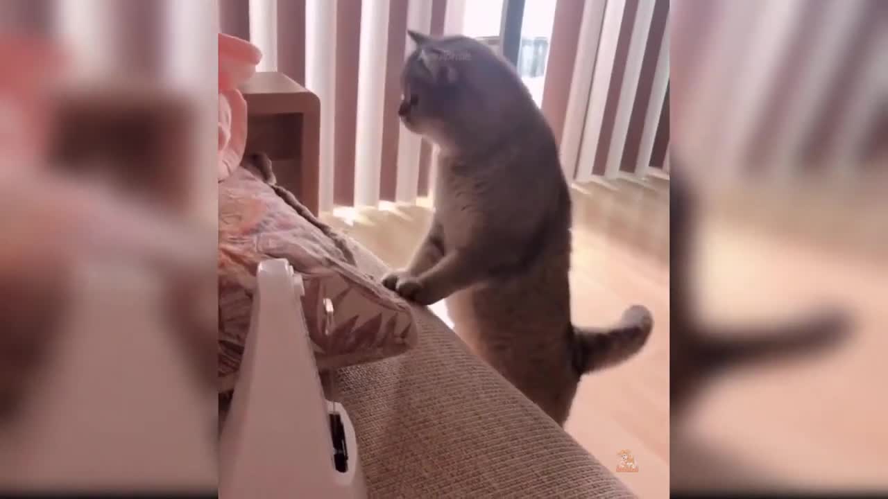 cute cat playing at home