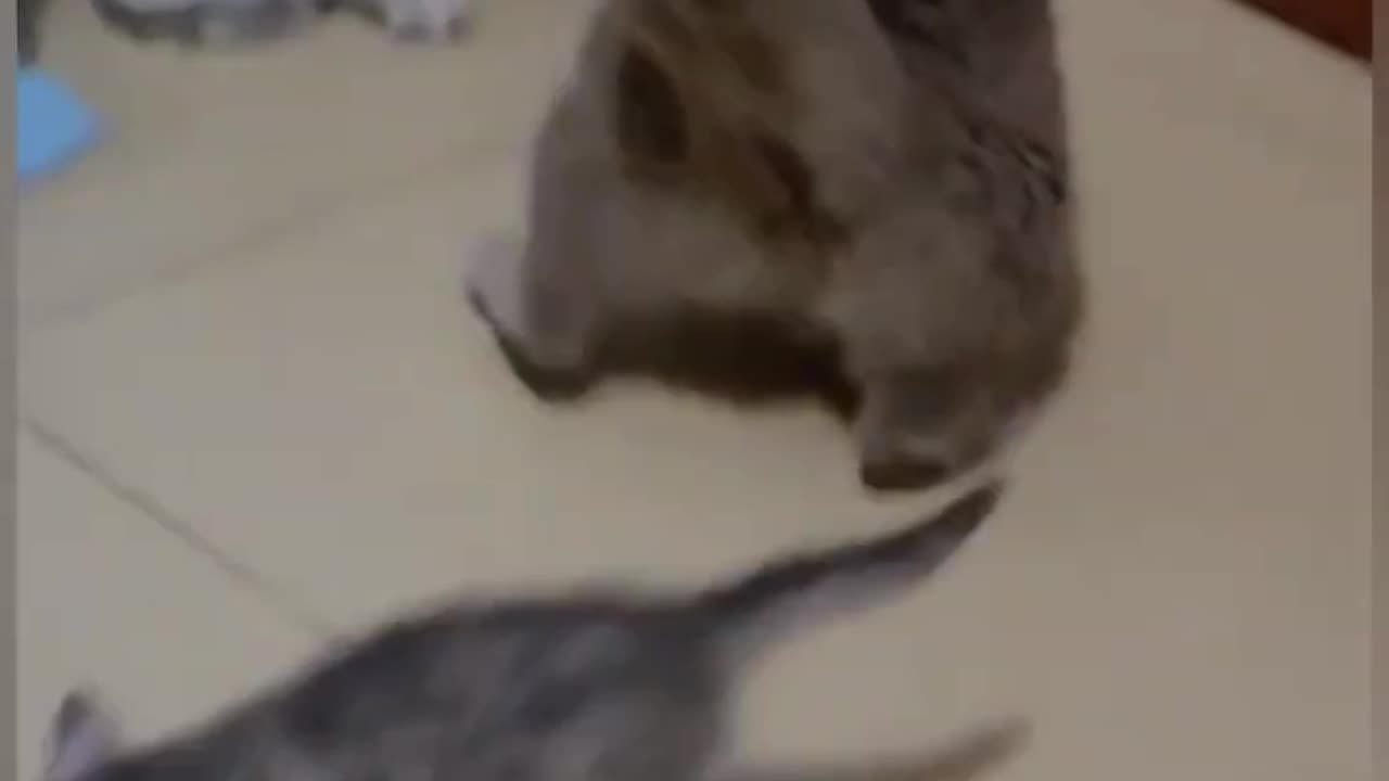 Cat enjoy