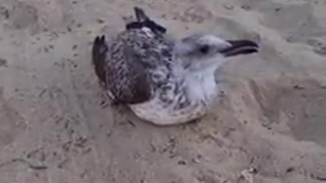 Seagull got fish stuck in her throat while eating