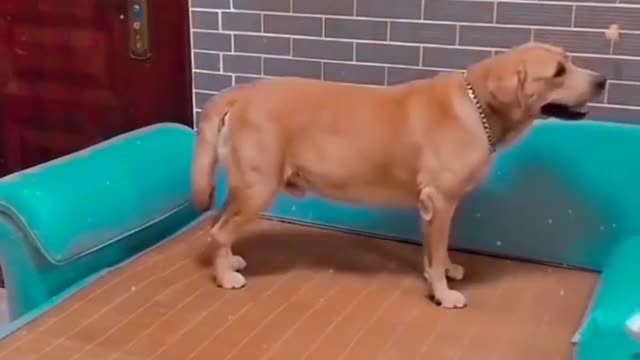 Viral !!! Look what this smart dog is doing, he's smart like a human.