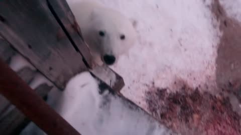 This Russia baby! Feeding the polar bear.